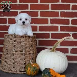 Blessing, Bichon Frise Puppy